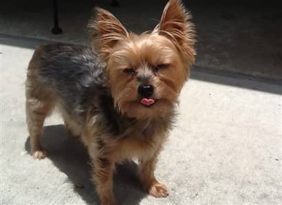 adopted-yorkshire-terrier